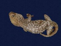 Tokay gecko Collection Image, Figure 5, Total 9 Figures